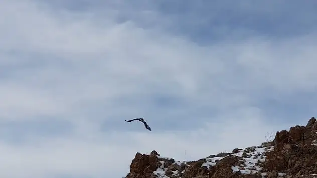 Tedavileri tamamlanan yırtıcı kuşlar özgürlüğe kanat çırptı