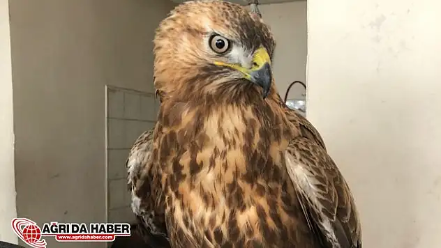 Yaralı Olarak Bulunan Şahin Koruma Altına Alındı