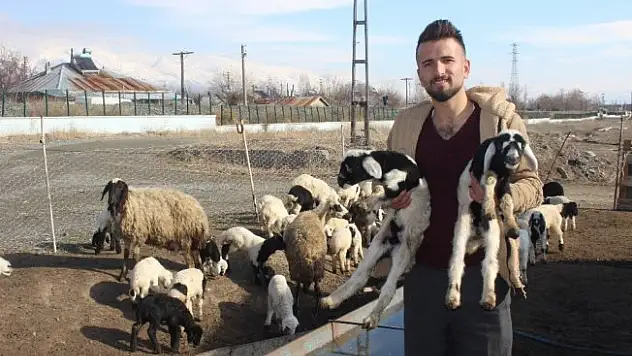 Yeni doğan kuzular sevinç kaynağı oldu