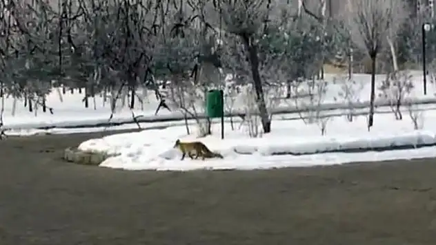 Aç kalan tilki şehre indi