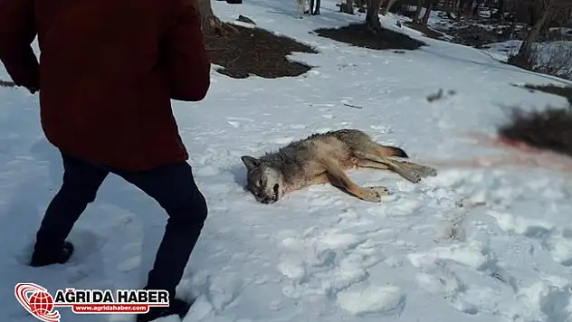 Ağrı'da köye inen aç kurdu köpekler parçaladı