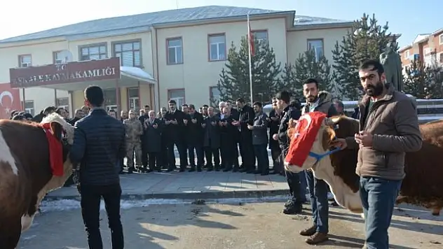 Aşkale'den Afrin'deki Mehmetçiğe 2 adet tosun gönderdiler