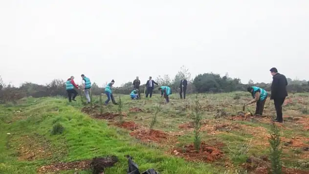 Ayvalık'ta mahkumlar ağaç dikti
