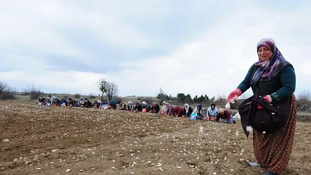 Beyaz Altın'ın ekimi başladı