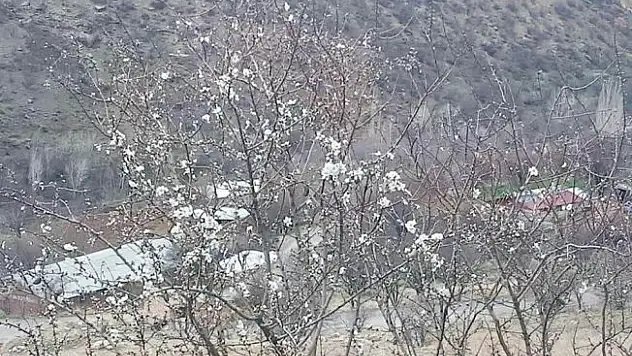 Çemişgezek'te badem ağaçları çiçek açtı