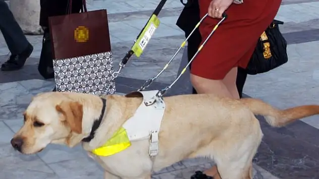 Çin'de rehber köpeklere uçuş izni