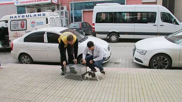 Depoda 3 hafta mahsur kalan kedi doğal ortamına bırakıldı