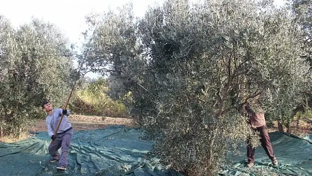 Edremit zeytin ve zeytinyağı çalıştayına ev sahipliği yapacak