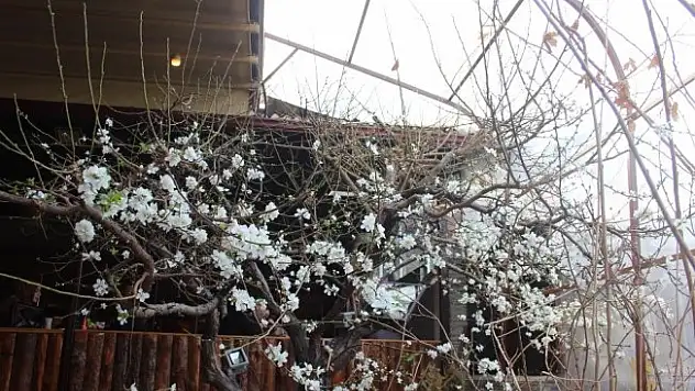 Erzincan'da ağaçlar çiçek açtı