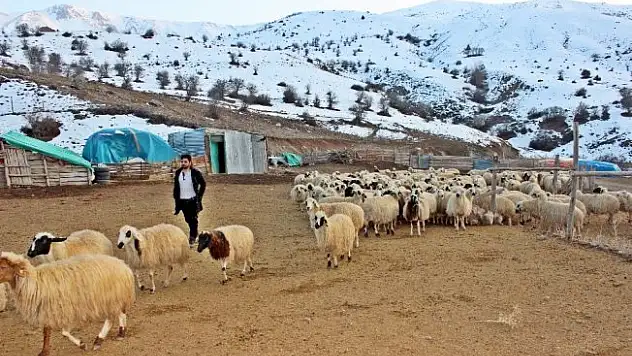 Erzincan'da bir yılda 150 bin'den fazla hayvan satıldı