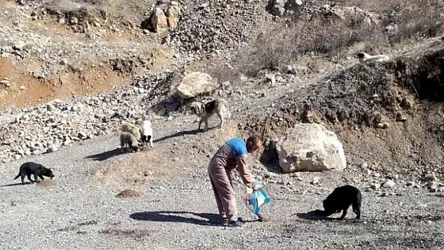 Hakkari'de sokak hayvanlarına yiyecek bırakıldı