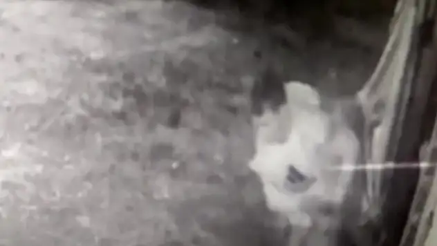 İnek hırsızları jandarmaya yakalandı