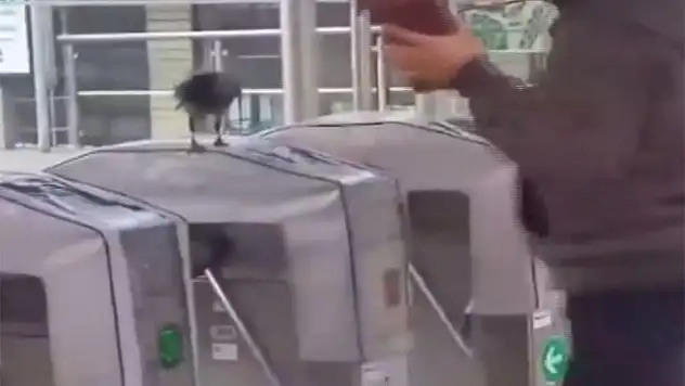 Kabadayı karga geçişe izin vermedi