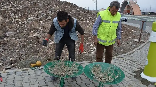 Kampüs alanına Leylek yuvası