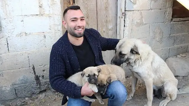 Kangal yavruları Ameliyat olursa yürüyecekler