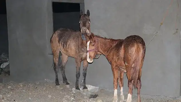 Kesilmeyi bekliyorlardı !