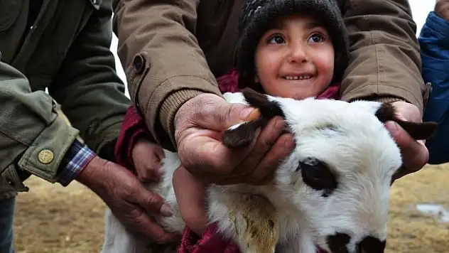 Muş'ta 4 kulaklı kuzu dünyaya geldi