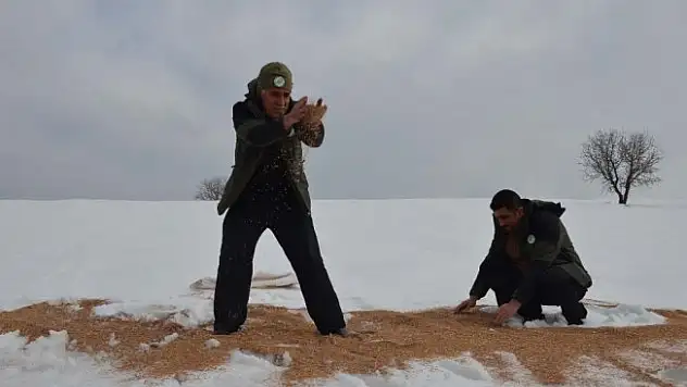 Muş'ta kanatlı hayvanlar için doğaya yem bırakıldı