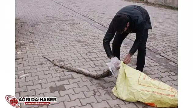 Ölü Bulunan Büyük Piton Şaşkına Çevirdi