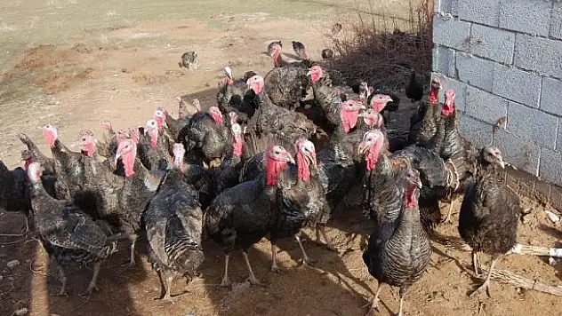 Bitlis'in ilk hindi çiftliği kuruldu