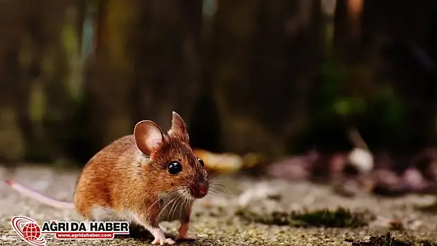 Rüyada Fare Görmek Rüyada Fare Öldürdüğünü Görmek