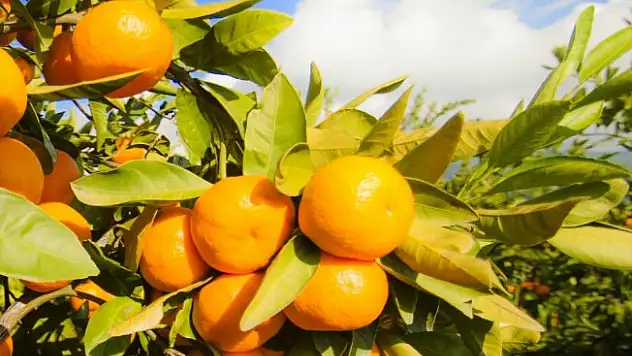 Sağlıklı ve güzel bir cilt için gerekli vitaminler