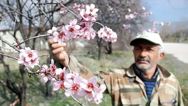 Tokat'ta kış mevsiminde meyve ağaçları çiçek açtı