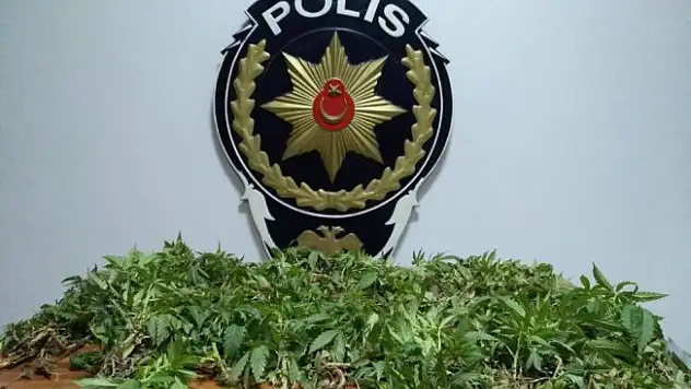 Tokat'ta uyuşturucu operasyonu: 12 gözaltı