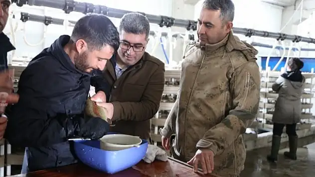 Varto Kaymakamı Çetin, balık sağımı yaptı