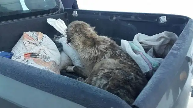 Yaralı köpeğe belediye sahip çıktı