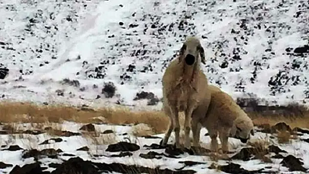 Yaylada kaybolan koyun 3 ay sonra kuzusuyla birlikte bulundu