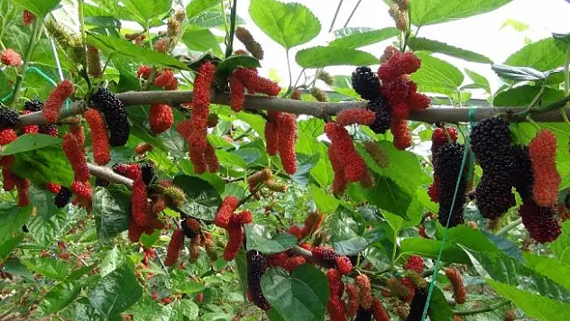 Yılın ilk karadut hasadı başladı