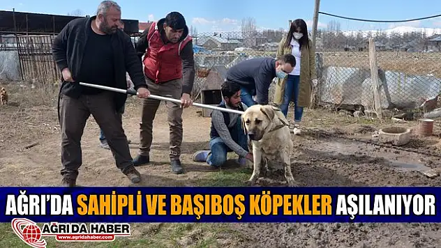 Ağrı'da Sahipli ve Başıboş Köpekler Aşılanıyor