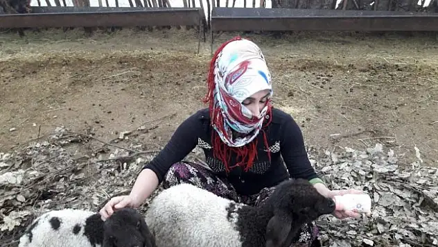 Annesiz kalan kuzulara annelik yapıyor