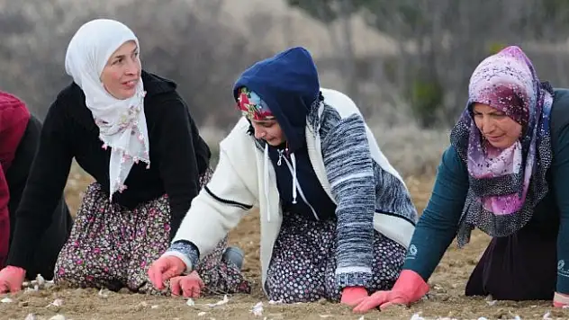 Atama bekleyen öğretmen, sarımsak tarlasında