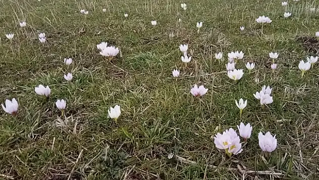 Baharın müjdecisi kardelenler erken açtı
