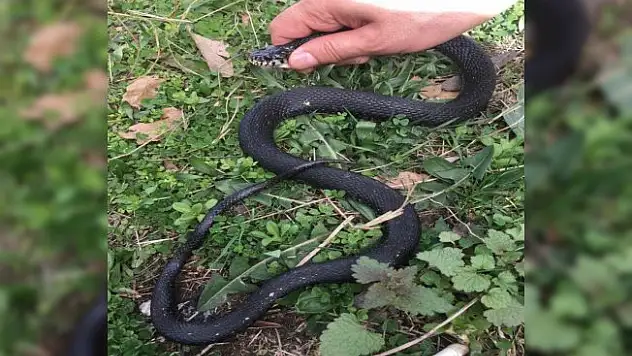 Bahçesinde yakaladığı yılanı serbest bıraktı
