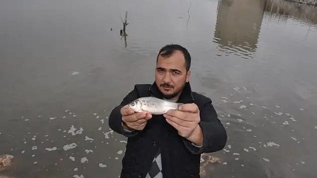 Balıklar karaya vurdu