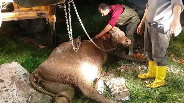 Çukara düşen hamile inek kurtarıldı