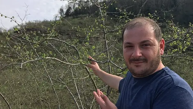 Dallarda fındık yeşermeye başladı