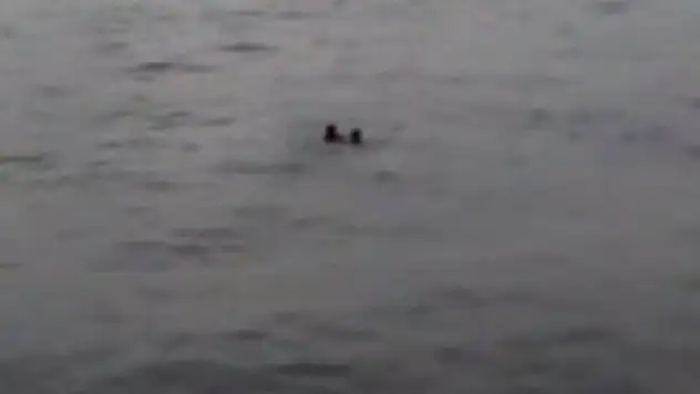 Denizde can pazarı kamerada