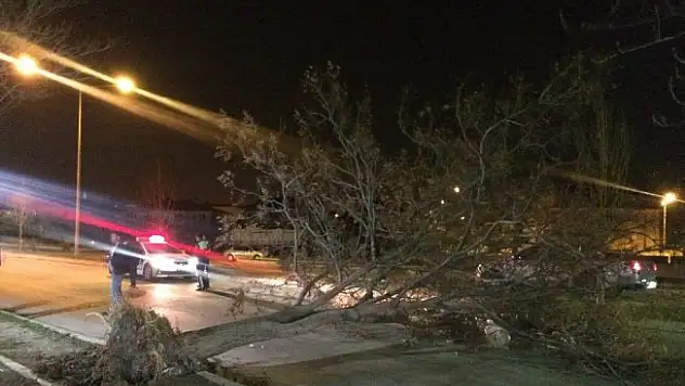 Erzincan'da fırtına ağaçları yerinden söktü