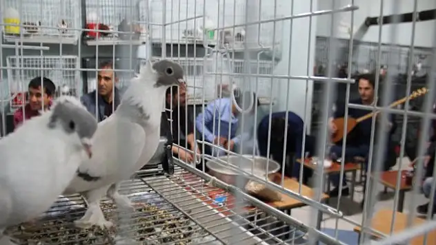 Güvercin tutkunları bunu da yaptı