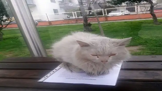 İstenmeyen kedi için yazı astı, paylaşım rekoru kırdı