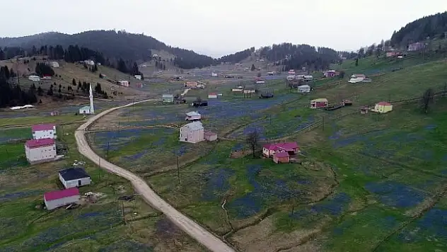 Kadıralak Yaylası mor elbisesini giydi
