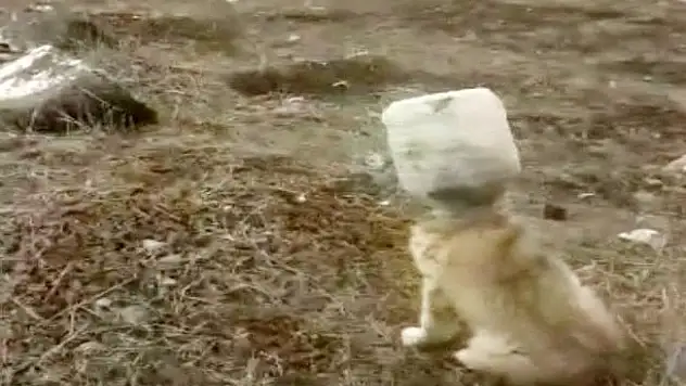 Kafası bidona sıkışan yavru köpek kurtarıldı