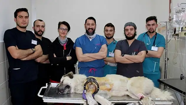 Kangalı dünyada ilk kez uygulanan yöntemle tedavi ettiler