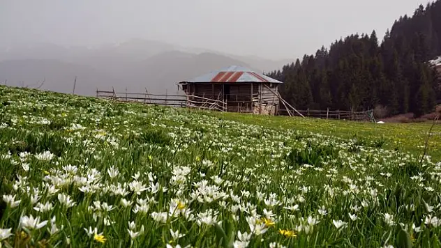 Karadeniz yaylalarında bahar güzelliği