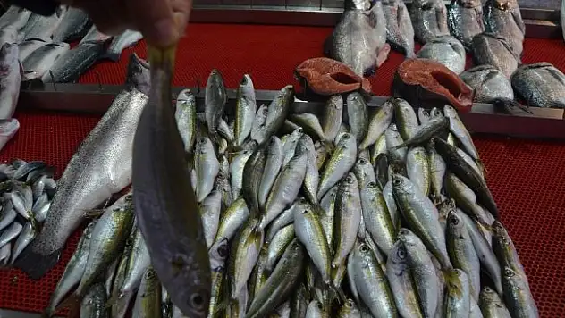 Karadeniz'in balığı Ege'den
