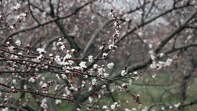 Kayısı ağaçları erken çiçek açtı, üretici tedirgin